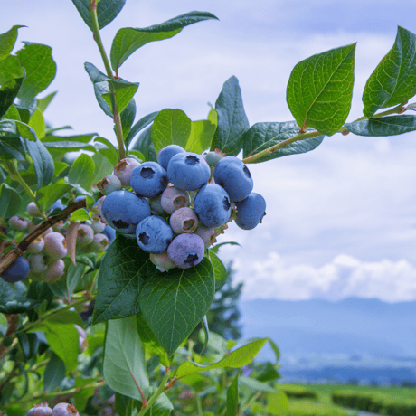 【数量限定15セット】【長野産】生ブルーベリー（500g×2パック）１箱【送料込】（沖縄、北海道除く）