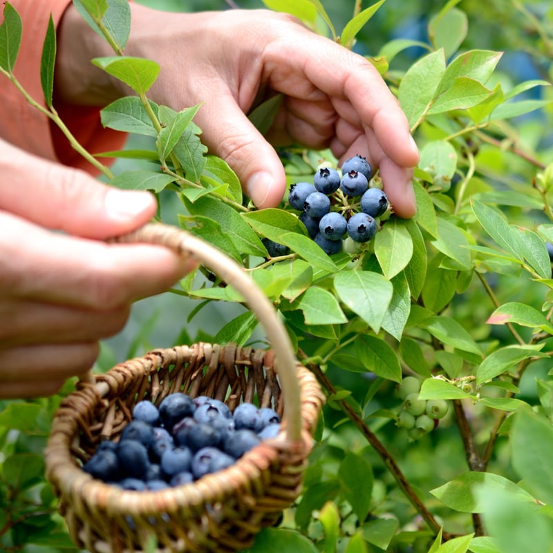 数量限定15セット】【長野産】生ブルーベリー（500g×2パック）1箱