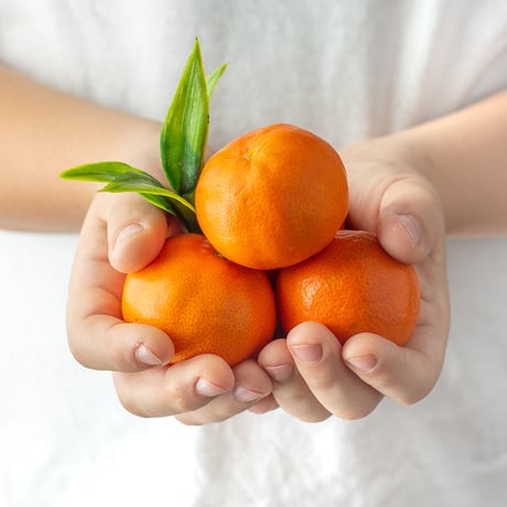 【柑橘の大トロ】とろりとろける甘さ　せとか3kg（送料込み）　2月より受付開始