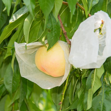 【数量限定30箱】　岡山県産おかやま夢白桃　大玉５～７玉(少々訳あり)