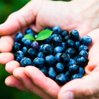 【数量限定15セット】【長野産】生ブルーベリー（500g×2パック）１箱【送料無料】（沖縄、北海道除く）