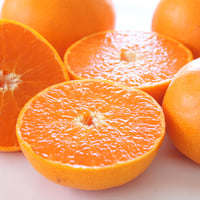 【柑橘の大トロ】とろりとろける甘さ　せとか3kg（送料込み）　2月より受付開始