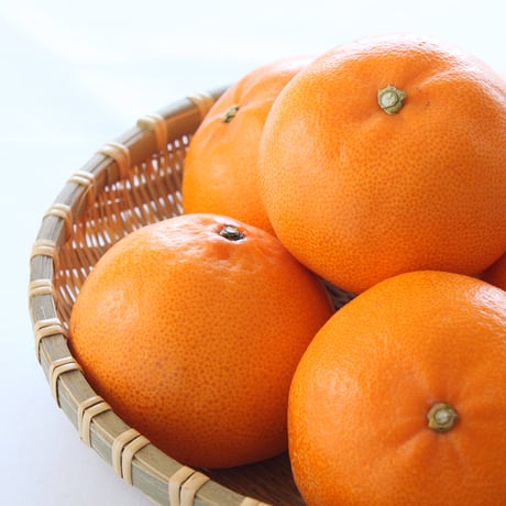 【柑橘の大トロ】とろりとろける甘さ　せとか3kg（送料込み）　2月より受付開始