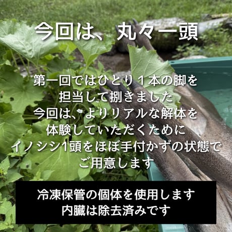 第2回ぬしすジビエワークショップDAY1：イノシシを丸々一頭解体する