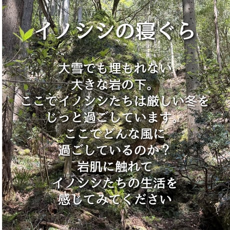 第2回ぬしすジビエワークショップDAY2：猟師さんと罠の見回り＆山散策
