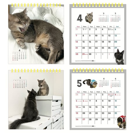 猫のココスカレンダー2024