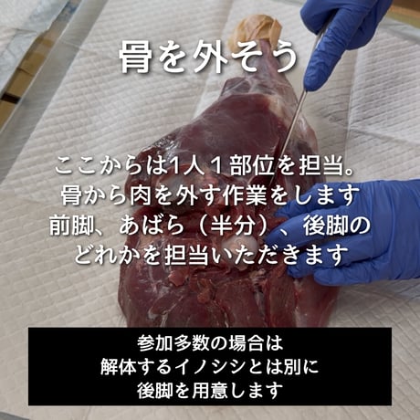 第2回ぬしすジビエワークショップDAY1：イノシシを丸々一頭解体する