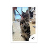 ひな祭りフォト06：お雛さまの飾りで遊ぶとこ