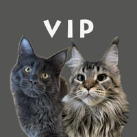 ネロとこ1歳記念VIPセット