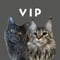 ネロとこ1歳記念VIPセット