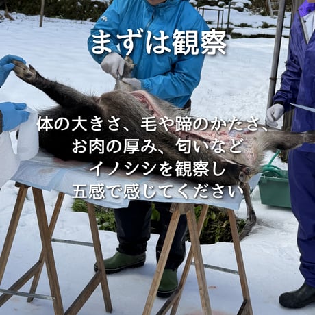 第2回ぬしすジビエワークショップDAY1：イノシシを丸々一頭解体する