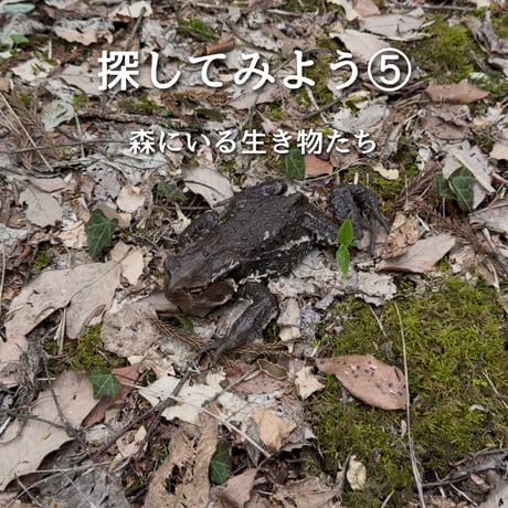第2回ぬしすジビエワークショップDAY2：猟師さんと罠の見回り＆山散策