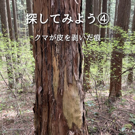 第2回ぬしすジビエワークショップDAY2：猟師さんと罠の見回り＆山散策