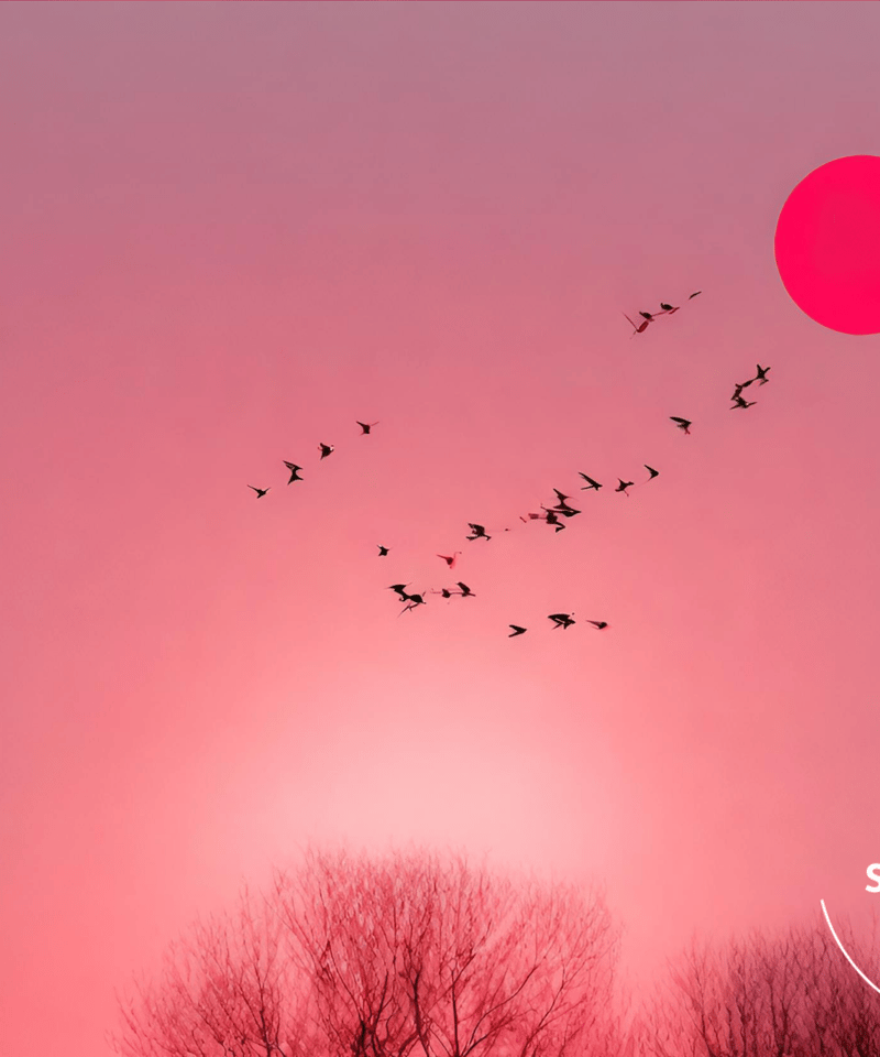 Graceful｜夕日と飛翔する鳥のコラージュアートポスター｜柔らかな