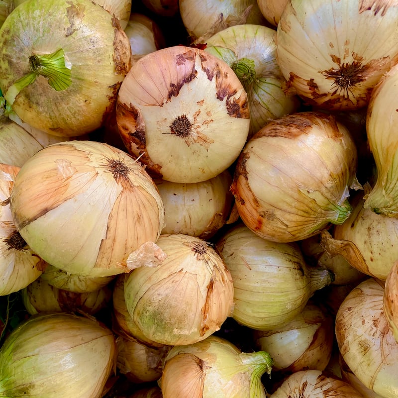 玉ねぎ様 fit=scale-down,w=1200