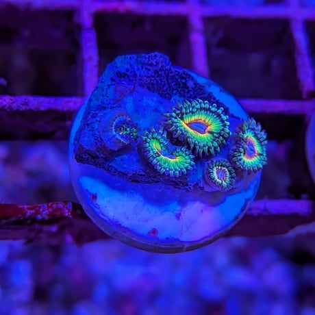 マメスナ | STORES