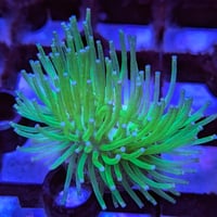 レア種　マダガスカル産　ウミキノコ