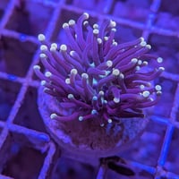 ハナサンゴ （ブラック）