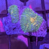 ディスクコーラル