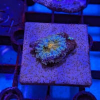 バブルディスク