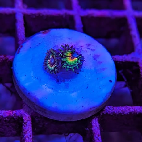 マメスナ | STORES