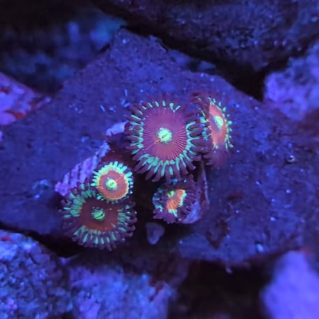 マメスナ | STORES