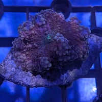バブルディスク