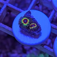 USAマメスナ（レインボーヴァンパイア）