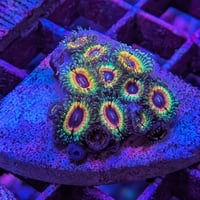 USマメスナ（レインボーヴァンパイア）