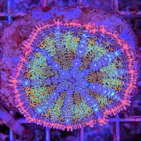 FrankensteinBounceMushroom