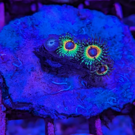 マメスナ | STORES