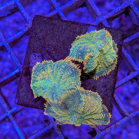 AQUABASE