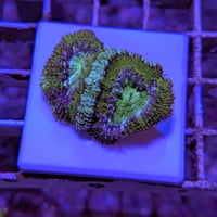 カクオオトゲキクメイシ