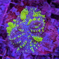 UraniumBounceMushroom