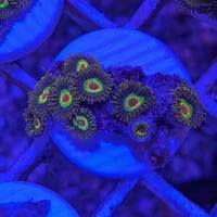 マメスナ　〈ラスタレインボー〉
