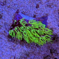 沖縄産　スターポリプ  Mサイズ