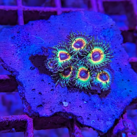 マメスナ | STORES