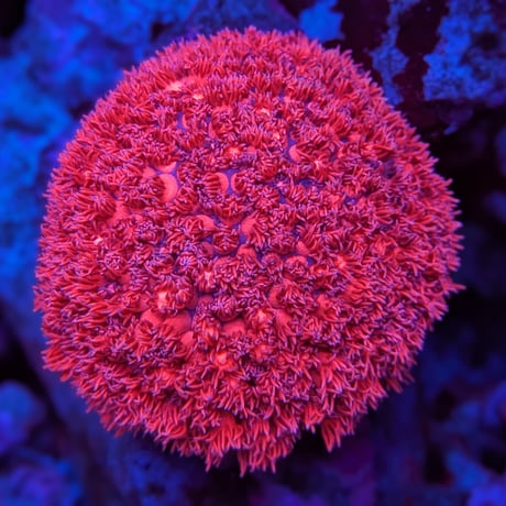 CATEGORY オンラインショップ限定商品 | AQUABASE