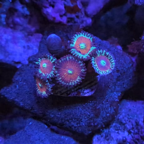 マメスナ | STORES