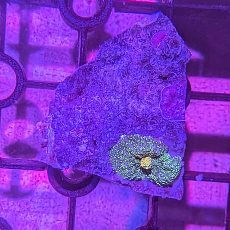 CATEGORY ソフトコーラル | AQUABASE