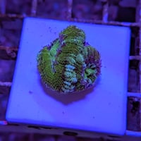 カクオオトゲキクメイシ