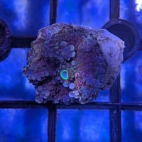 バブルディスク