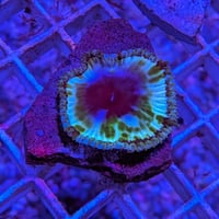サンゾアンシッド