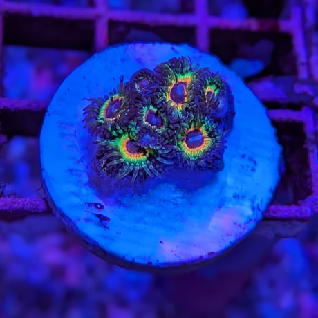 マメスナ | STORES