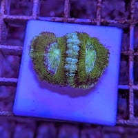 カクオオトゲキクメイシ