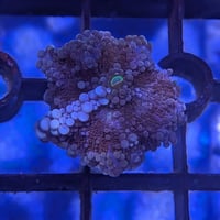 バブルディスク