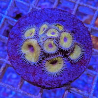 ボタンポリプ イエロー