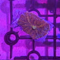 ディスクコーラル