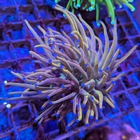 ラプンツェルトーチ