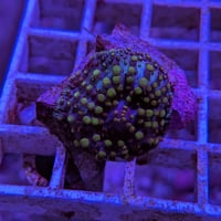 ディスクコーラル
